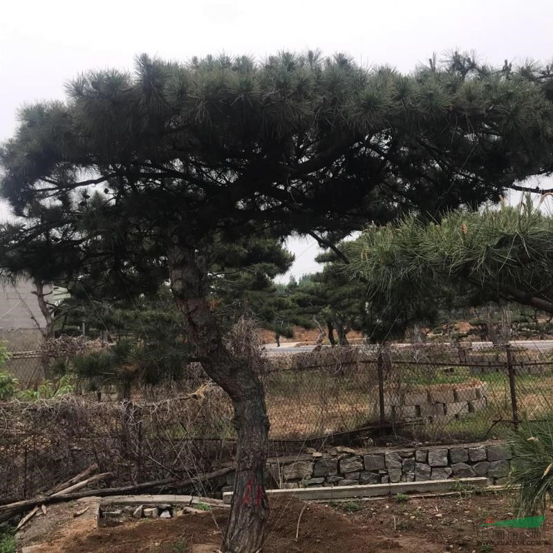 山東造型松、黑松12哪里好/哪家便宜