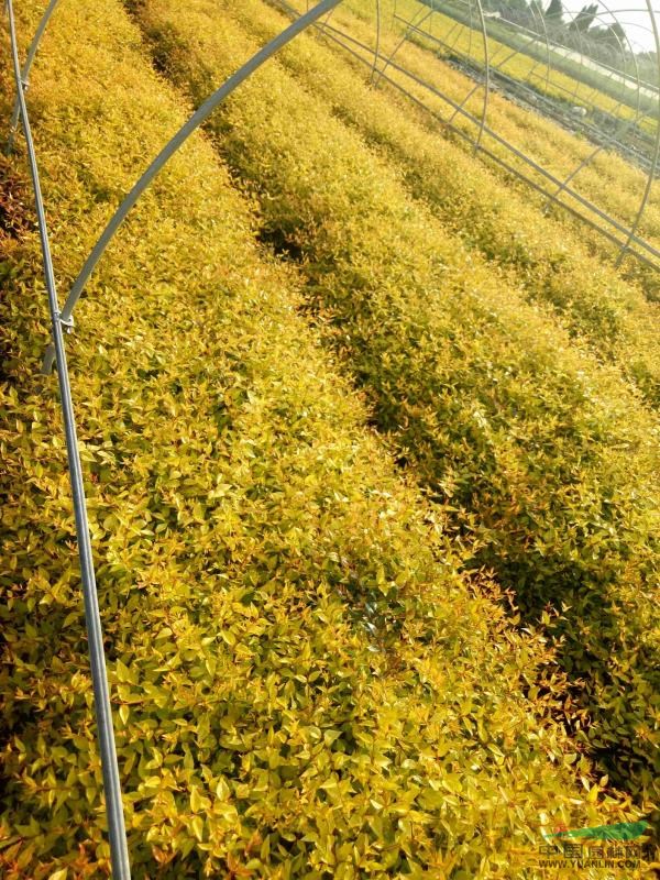 大花金葉六道木 可供海寧大花金葉六道木 海寧色塊苗配送中心