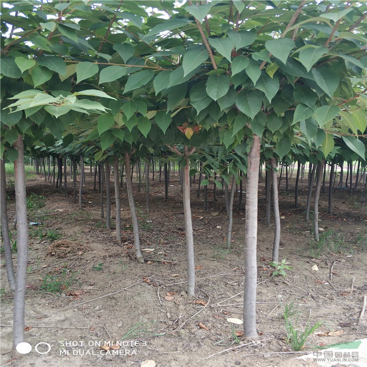 供应2-26厘米的樱花 树上市了，樱花图片，樱花报价表