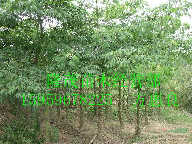 漳州代办 精品美人树 10至50公分冠幅优美