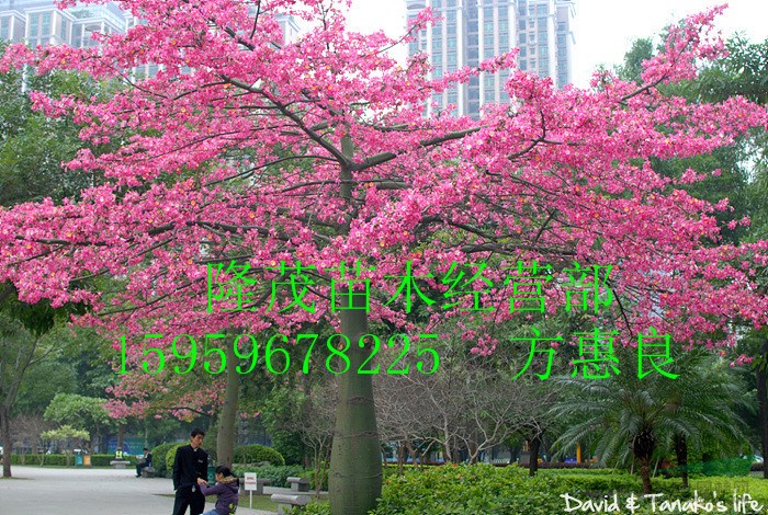 漳州代办 精品美人树 10至50公分冠幅优美