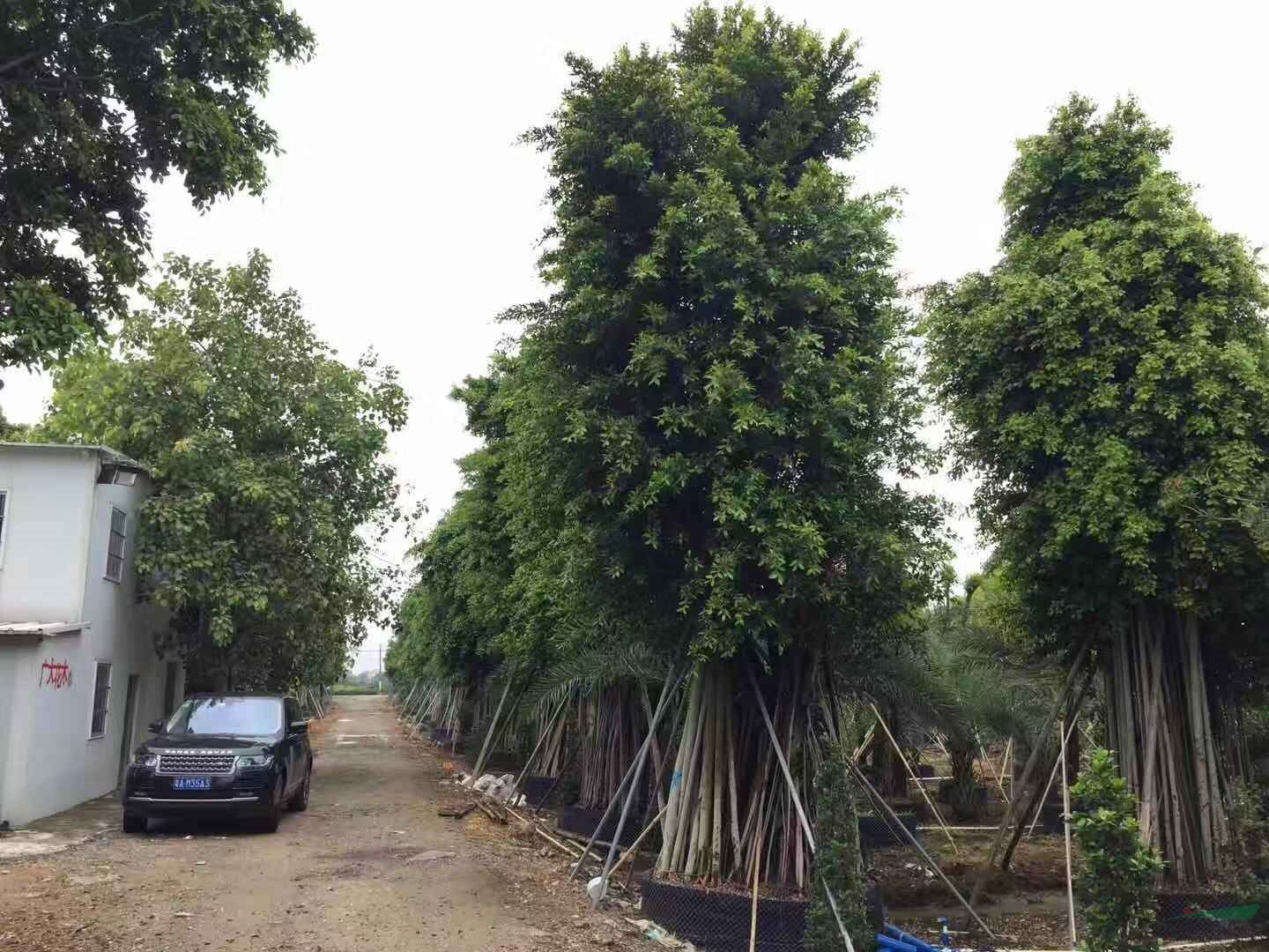 大量供应红皮榕