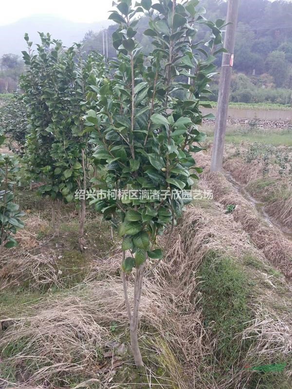 精品茶花高度1.5米冠副50-60厘米