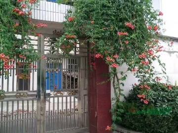 凌霄價(jià)格 凌霄種植方法及簡(jiǎn)介 苗圃直銷凌霄苗