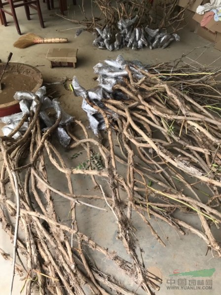 凌霄價(jià)格 凌霄種植方法及簡(jiǎn)介 苗圃直銷凌霄苗