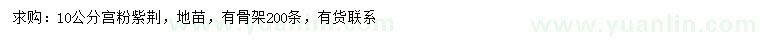 求購10公分宮粉紫荊
