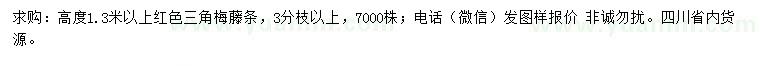 求購高1.3米以上三角梅