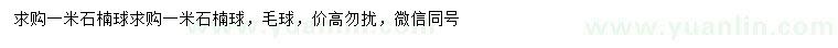求購1米石楠球