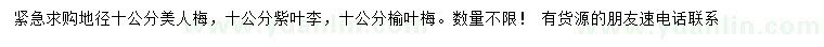 求購美人梅、紫葉李、榆葉梅