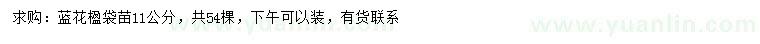 求購11公分藍花楹