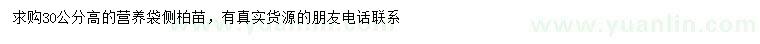 求購高30公分側柏苗