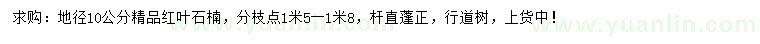求購地徑10公分精品紅葉石楠