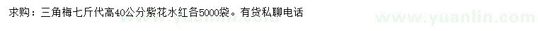 求購高40公分三角梅
