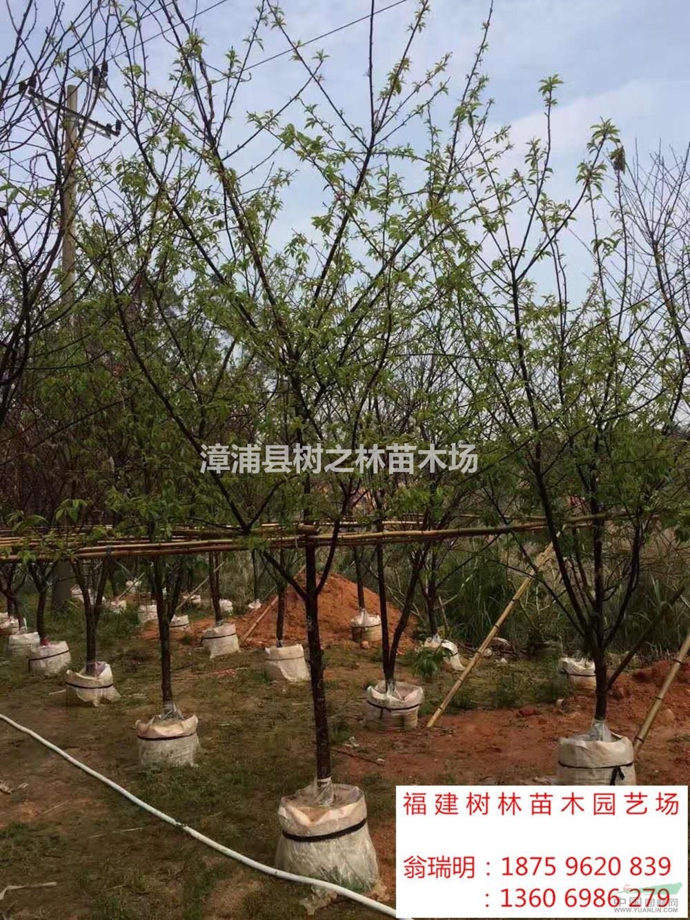 福建供應(yīng)福建山櫻花2規(guī)格齊全