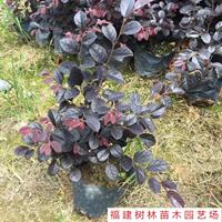 福建紅花繼木批發(fā)/供應(yīng)