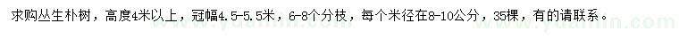 求購高4米以上叢生樸樹