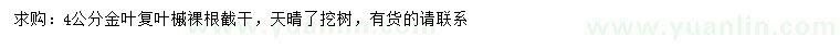 求購4公分金葉復(fù)葉槭