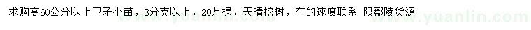 求購高60公分以上衛(wèi)矛小苗