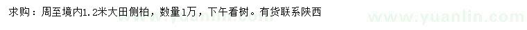 求購1.2米側(cè)柏