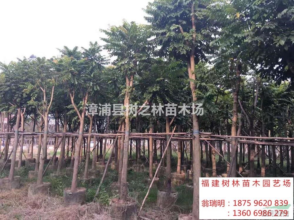 大小規(guī)格麻楝基地