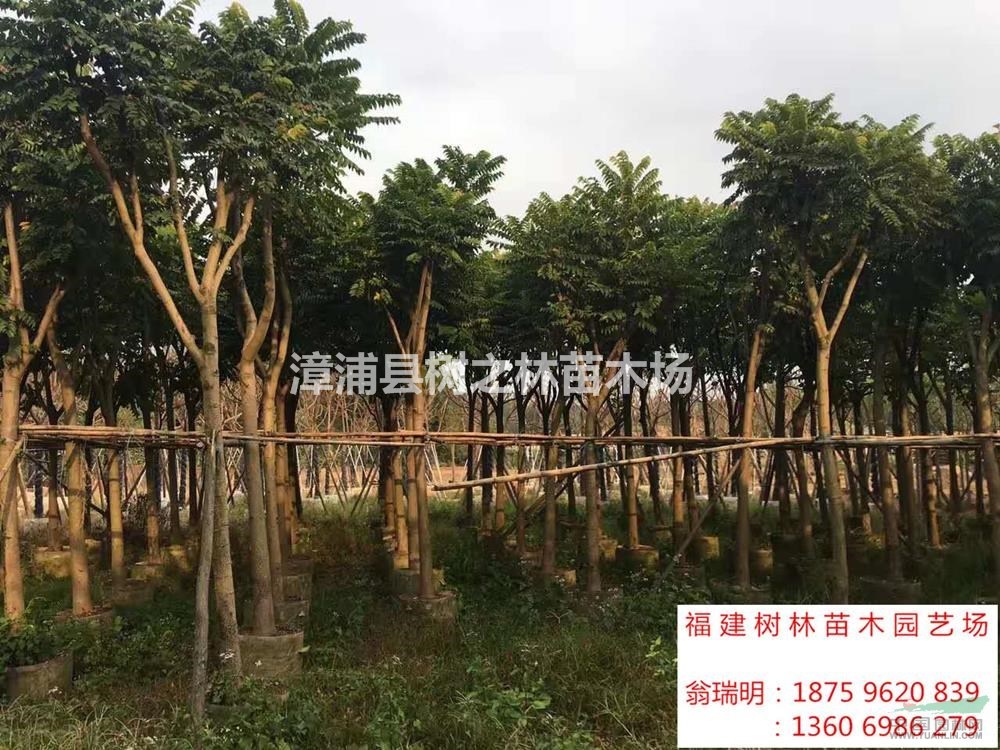 大小規(guī)格麻楝基地