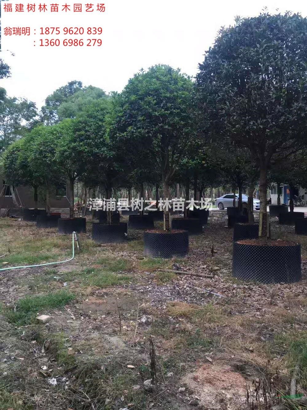 福建供應(yīng)全冠桂花2規(guī)格齊全