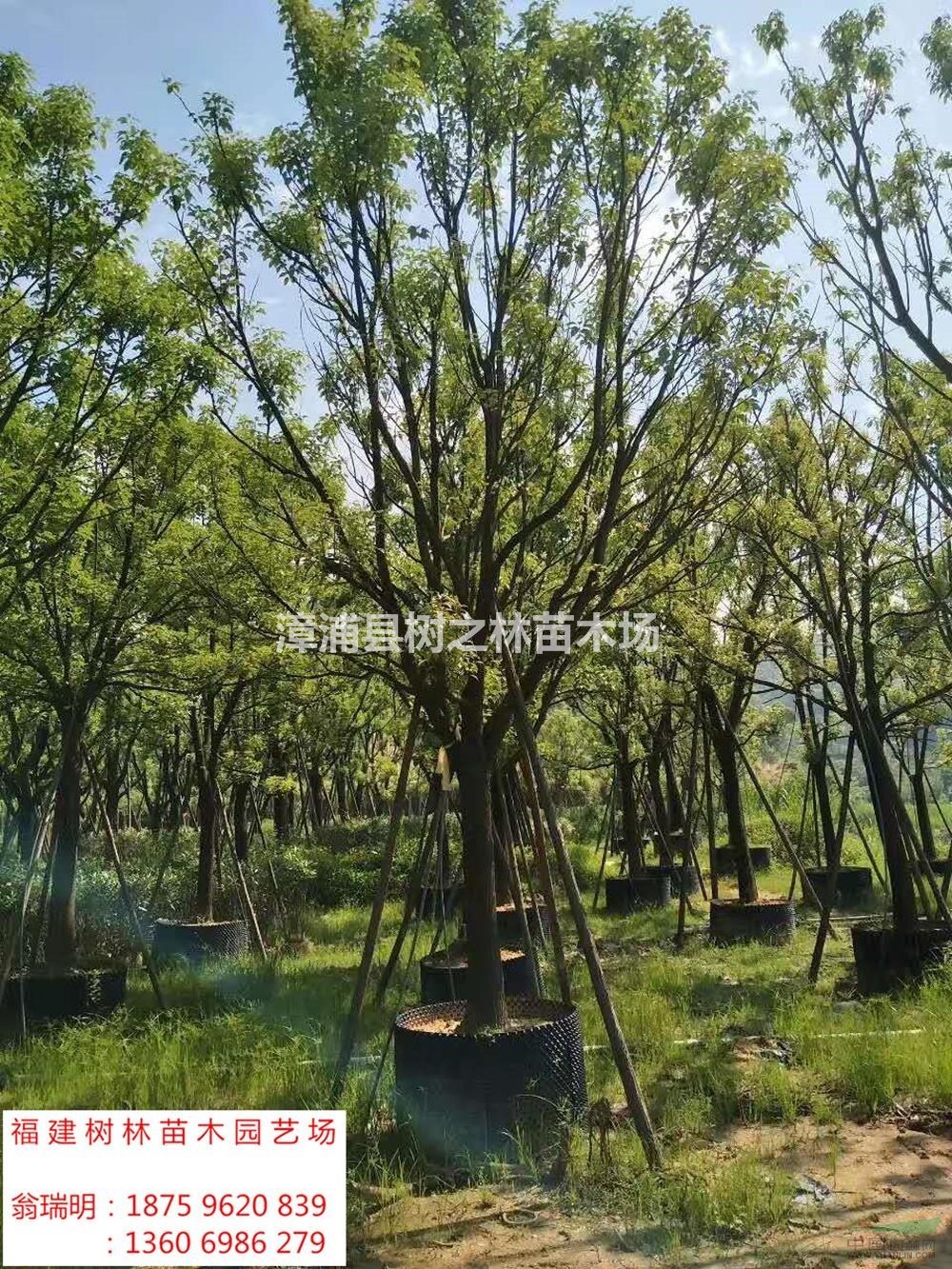 福建供應全冠香樟規(guī)格齊全