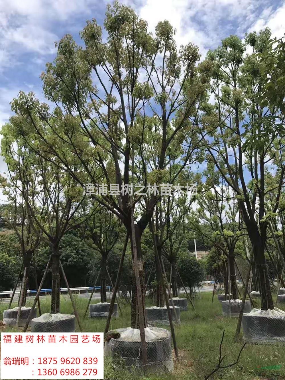 福建供應全冠香樟規(guī)格齊全