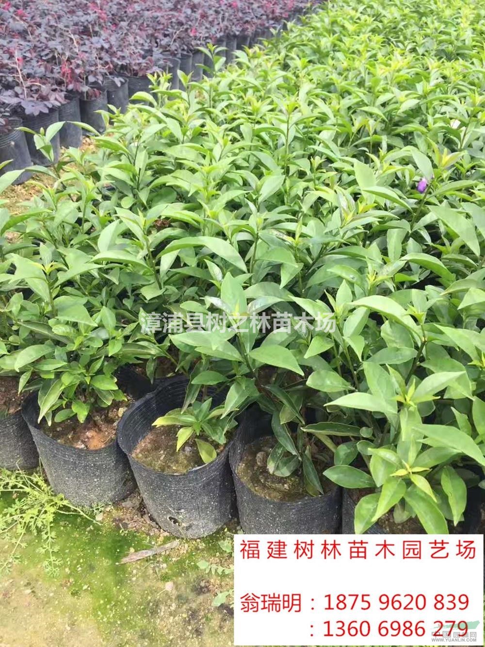 優(yōu)質(zhì)特價雙色茉莉，鴛鴦茉莉產(chǎn)地直銷