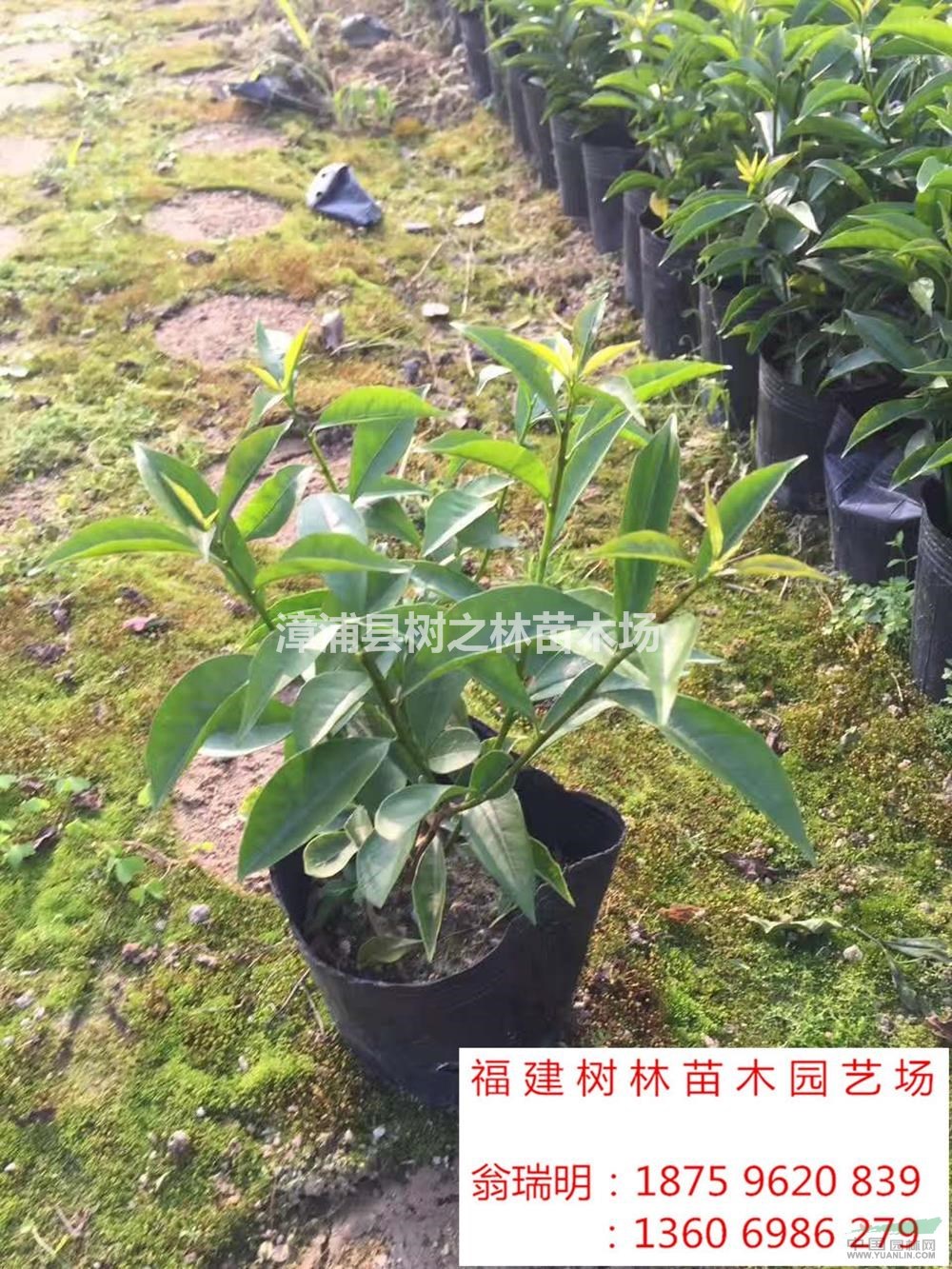 優(yōu)質(zhì)特價雙色茉莉，鴛鴦茉莉產(chǎn)地直銷