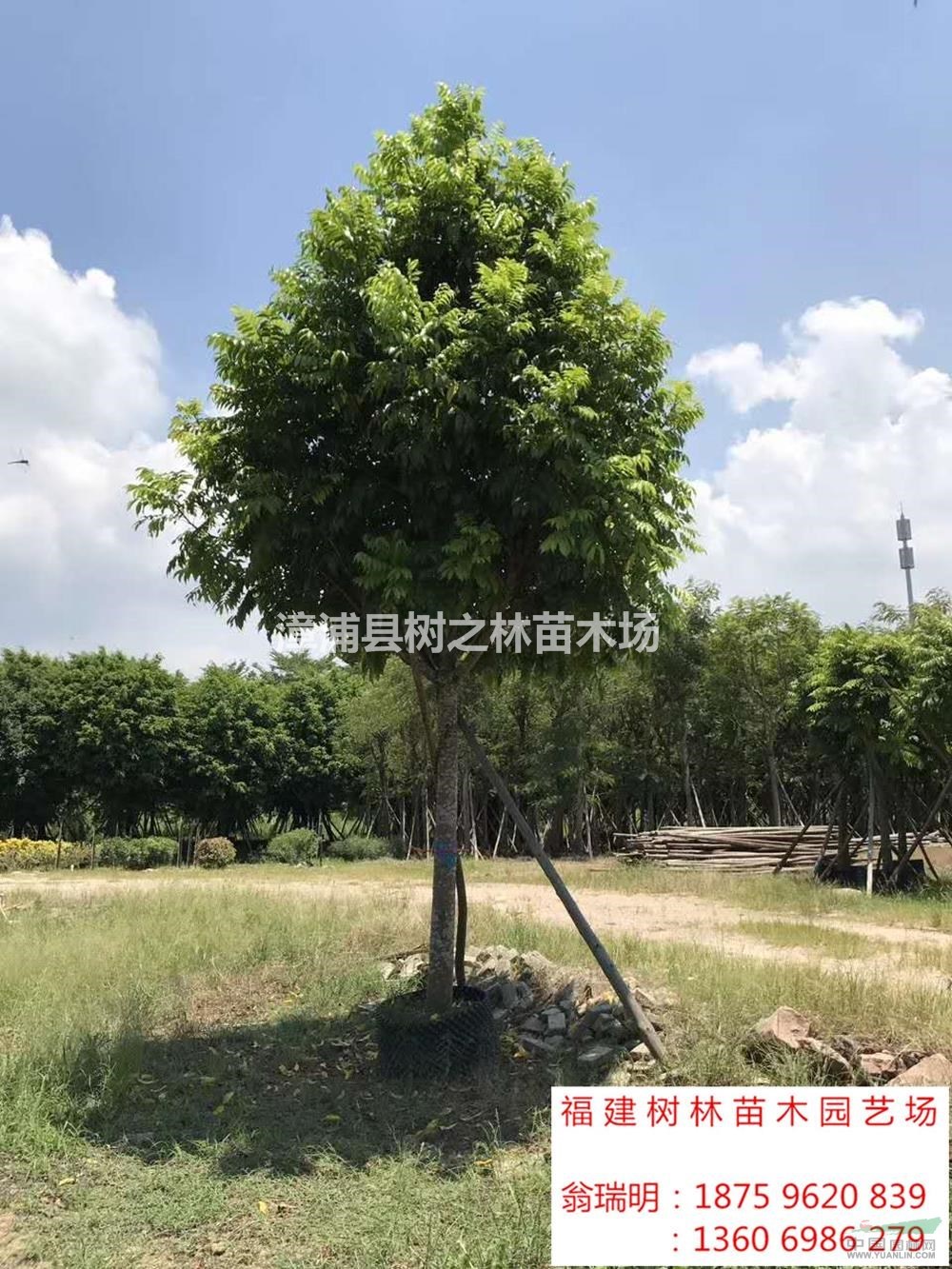 福建[产品]/福建台湾栾树价格/报价