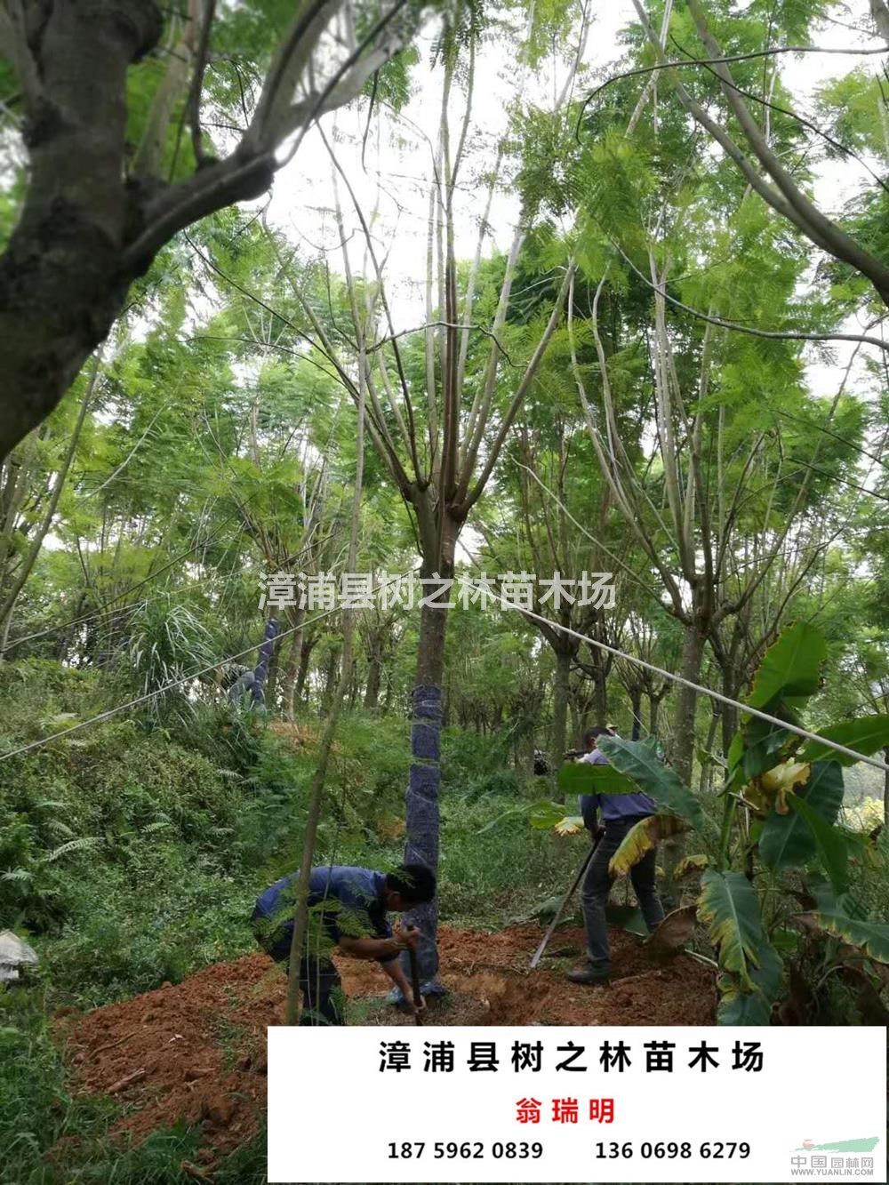 優(yōu)質(zhì)特價(jià)藍(lán)花楹2產(chǎn)地直銷