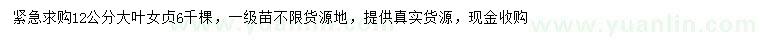 求購12公分大葉女貞