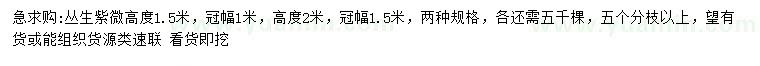 求購高1.5、2米叢生紫微