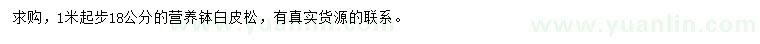 求購1米起步白皮松