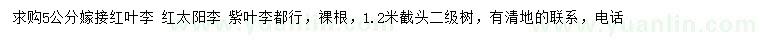 求購(gòu)5公分嫁接紅葉李