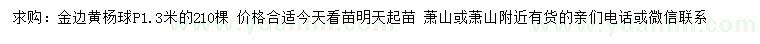 求購冠幅1.3米金邊黃楊球