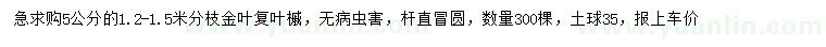 求購5公分金葉復葉槭