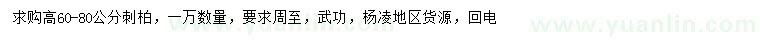 求購(gòu)高60-80公分刺柏
