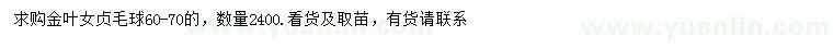 求購60-70公分金葉女貞毛球