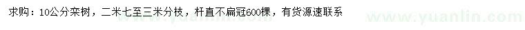 求購10公分欒樹