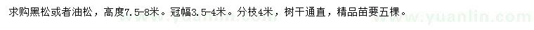 求購(gòu)高7.5-8米黑松或者油松