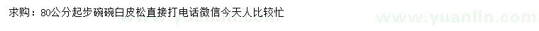 求購80公分起步白皮松