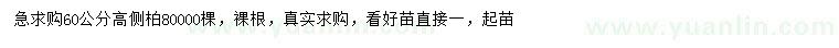 求購(gòu)高60公分側(cè)柏