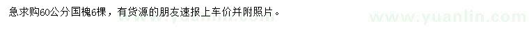 求購60公分國槐