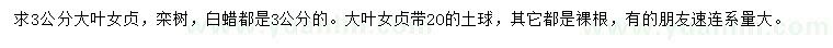 求購大葉女貞、欒樹、白蠟等