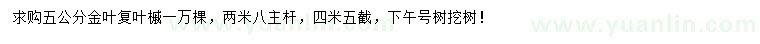 求購5公分金葉復(fù)葉槭