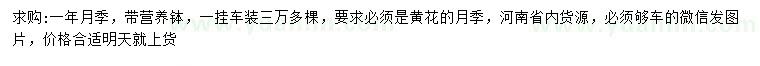 求購一年月季