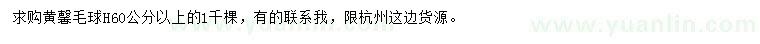 求購高60公分以上黃馨毛球