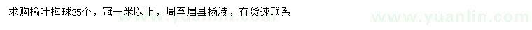 求購冠幅1米以上榆葉梅球